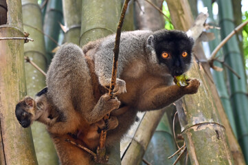 Fototapeta premium Brown lemur - with cub Eulemur fulvus, nature of Madagascar.