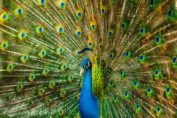 Obraz premium Indian peafowl 