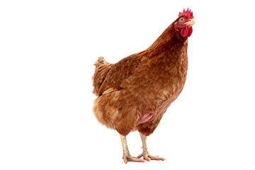 Fototapeta premium Single Brown Hen Standing on White Background