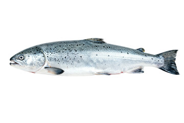 Obraz premium Fresh Atlantic Salmon Fish Isolated on White