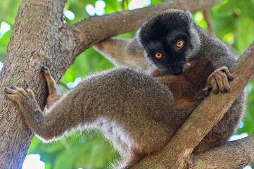 Fototapeta premium Brown lemur - with cub Eulemur fulvus, nature of Madagascar.