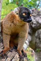 Fototapeta premium Common brown lemur - close up, portrait Eulemur fulvus , Madagascar nature.