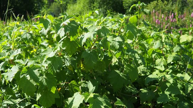 Blackcurrant Ribes nigrum, black currant or cassis is deciduous shrub in family Grossulariaceae grown for its edible berries. It is native to temperate climate and prefers damp fertile soils. Karelia