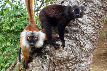 Fototapeta premium Black lemur - female and male with cub Eulemur macaco in the wild of the Madagascar forest