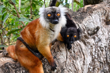 Fototapeta premium Black lemur - female and male with cub Eulemur macaco in the wild of the Madagascar forest
