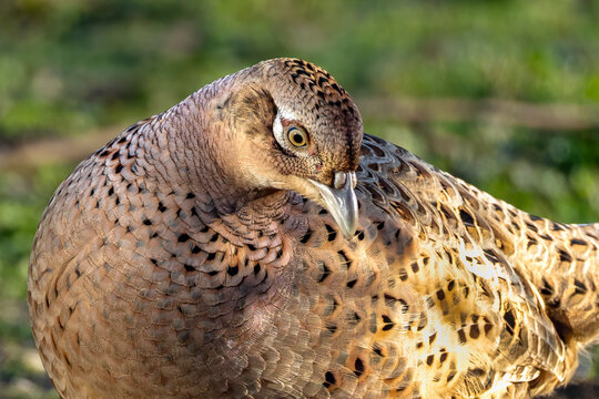 Female Common Pheasant Close Up with Detailed Feather Plumage in Natural Light