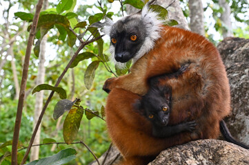 Fototapeta premium Black lemur - female with cub Eulemur macaco in the wild of the Madagascar forest