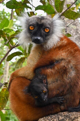 Fototapeta premium Black lemur - female with cub Eulemur macaco in the wild of the Madagascar forest