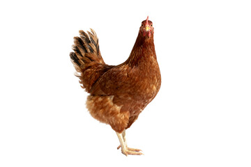 Fototapeta premium Brown Hen Standing on White Background