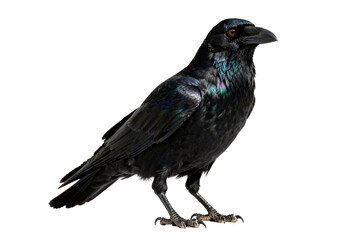 Obraz premium A Common Raven (Corvus corax) with Glossy Plumage