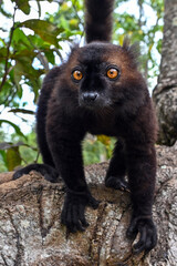 Fototapeta premium Portrait of adult male black lemur Eulemur macaco. Nature of Madagascar. 