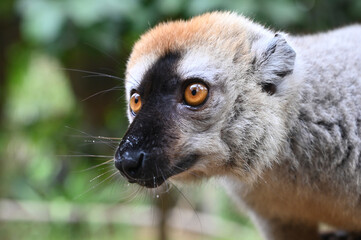 Fototapeta premium Red-fronted Brown Lemur, Eulemur fulvus, Madagascar nature,
