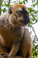Fototapeta premium Red-fronted Brown Lemur, Eulemur fulvus, Madagascar nature,