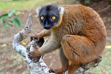 Fototapeta premium Common brown lemur - close up, portrait Eulemur fulvus , Madagascar nature.
