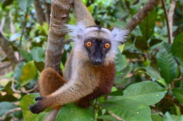 Fototapeta premium Portrait of adult female black lemur Eulemur macaco. Nature of Madagascar. 