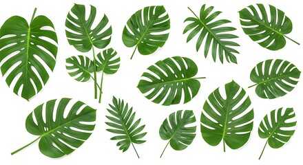 Assortment of Vibrant Green Monstera Deliciosa Leaves on a Clean White Background.