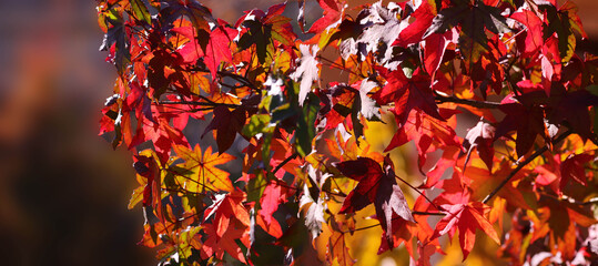 The multicolored magnificent autumn leaves amaze with their beauty and the varied shades of their leaves, from golden to burgundy, from amber to scarlet, and each leaf seems to acc