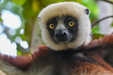 Fototapeta premium Coquerel s Sifaka (Propithecus coquereli).Portrait. Endangered and endemic to Madagascar.