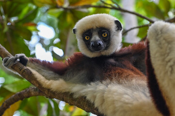Fototapeta premium Coquerel s Sifaka (Propithecus coquereli).Portrait. Endangered and endemic to Madagascar.