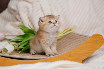cute little fluffy red kitten sitting on a fur blanket looking up © Olesya Pogosskaya