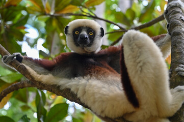 Fototapeta premium Coquerel s Sifaka (Propithecus coquereli).Portrait. Endangered and endemic to Madagascar.