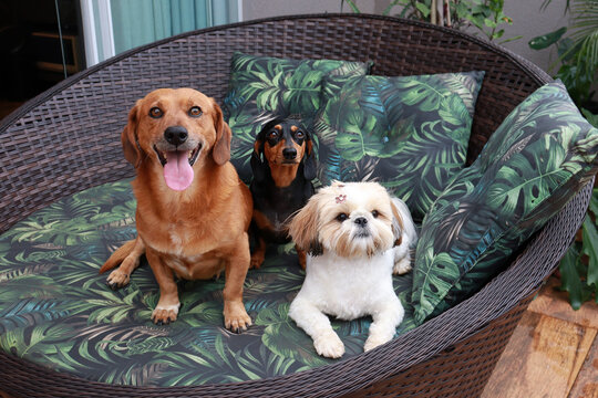 cachorros de varias ra&ccedil;as juntos 