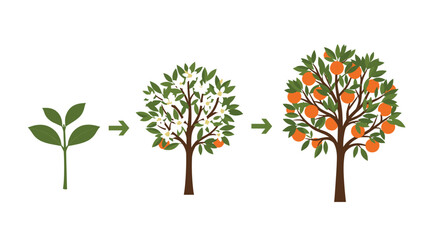 Fototapeta premium Sequence showing the growth of an orange tree from a small green sapling to a blossoming tree and a fruit-bearing plant.