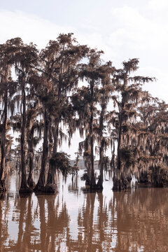 Lake Martin - Louisiana 