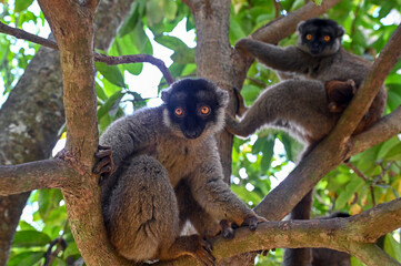 Fototapeta premium Brown lemur - with cub Eulemur fulvus, nature of Madagascar.
