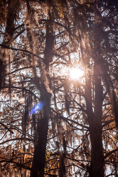 Lake Martin - Louisiana 