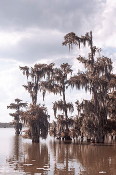 Lake Martin - Louisiana 