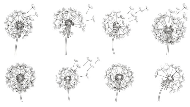 Set of eight black and white dandelion seed head illustrations showing seeds blowing away in the wind for natural design.