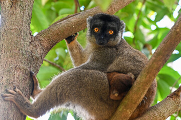 Fototapeta premium Brown lemur - with cub Eulemur fulvus, nature of Madagascar.