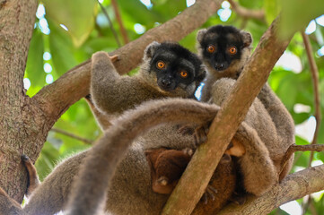Fototapeta premium Brown lemur - with cub Eulemur fulvus, nature of Madagascar.