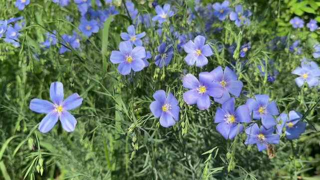 Blue violet flax linum flowers Linum lewisii in field.