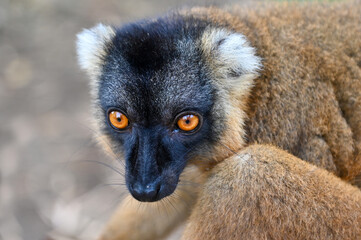 Fototapeta premium Common brown lemur, Eulemur fulvus, Madagascar nature,