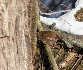 Obraz premium Eurasian wren, Troglodytes troglodytes. A bird searches for insects in the bark of a tree