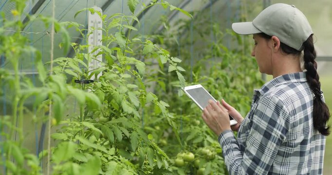 Female agritech specialist works in greenhouse with digital tablet. Agritech business uses data to control plant growth. Woman manages agritech processes, analyzing crops, technology and sustainable f