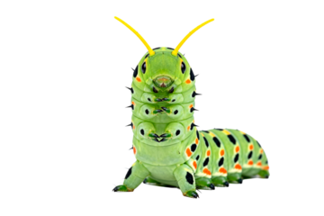 Green caterpillar with orange spots and yellow antennae