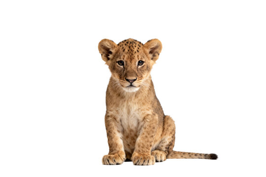 Cute Young Lion Cub Sitting on White Background