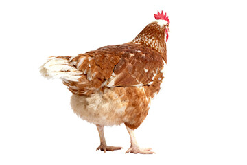Fototapeta premium Brown Domestic Hen Standing Side View