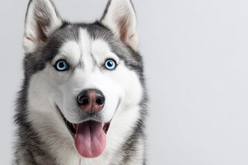 Fototapeta premium Joyful blue-eyed Siberian husky portrait against a white studio backdrop with generous design space