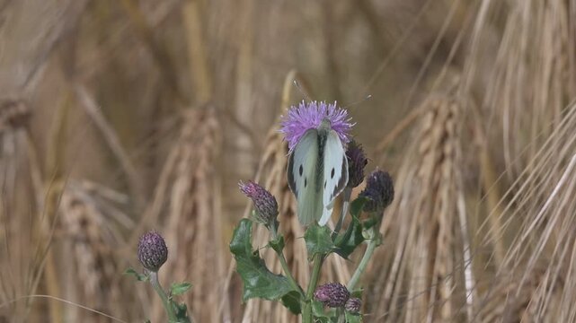 Large White butterfly (Pieris brassicae) female feeding on a thistle and being bothered by a persistent flying Thick-Legged Flower Beetle (Oedemera nobilis). July, Kent, UK. Slow motion x10
