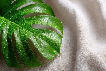 nature photography, monstera leaf in a pot on linen with dew, against beige, with soft morning light and large negative space