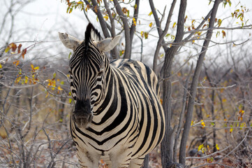 z&egrave;bre dans le parc national d'Etosha en Namibie

