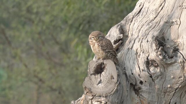 Spotted owlet perched on an old tree trunk