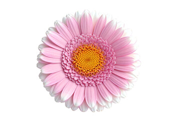 Obraz premium Pink Gerbera Daisy Flower Isolated on White Background