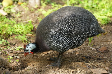 Obraz premium The helmeted guinea fowl (Numida meleagris) is the best known of the guinea fowl bird family, Numididae, and the only member of the genus Numida. Baturité - Ceará, Brazil.