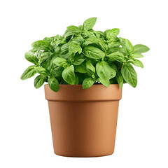 Fresh Basil Plant in Pot Isolated on White Background