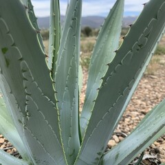 Agave plant with sharp thorns in desert landscape.